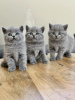 Photo №1. british shorthair - for sale in the city of Cologne | 264$ | Announcement № 122584