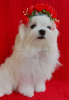 Photo №4. I will sell maltese dog in the city of Kiev. from nursery - price - 2000$