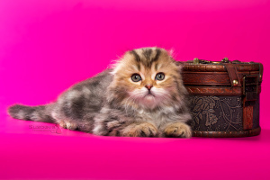 Photo №3. Scottish fold kittens - marble girl. Belarus