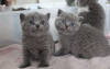 Photo №1. british shorthair - for sale in the city of Berlin | 250$ | Announcement № 104189