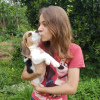 Photo №4. I will sell beagle in the city of Штутгарт. private announcement - price - 500$