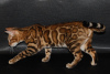 Additional photos: Bengal kittens.