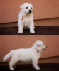 Additional photos: Swiss White Shepherds