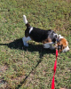 Photo №4. I will sell beagle in the city of Savonlinna. private announcement - price - 380$