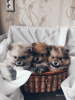 Photo №1. pomeranian - for sale in the city of Minsk | negotiated | Announcement № 8804