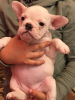 Photo №3. French bulldog carrier lilac. Russian Federation