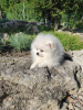 Photo №4. I will sell pomeranian in the city of Warsaw. private announcement - price - 1300$