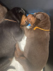 Photo №4. I will sell dobermann in the city of Riga. from nursery - price - negotiated