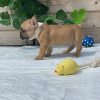 Photo №4. I will sell french bulldog in the city of Москва. private announcement - price - 540$