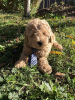 Photo №1. poodle (toy) - for sale in the city of Zrenjanin | negotiated | Announcement № 75126