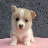 Photo №4. I will sell welsh corgi in the city of Bačka Topola. breeder - price - negotiated