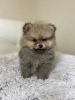 Photo №2 to announcement № 29313 for the sale of pomeranian - buy in France breeder