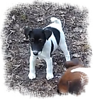Photo №2 to announcement № 5047 for the sale of fox terrier - buy in Ukraine private announcement, from nursery