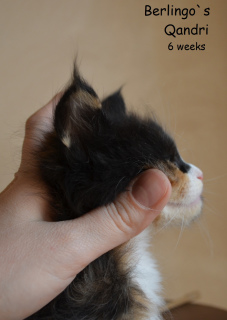 Photo №2 to announcement № 2065 for the sale of maine coon - buy in Russian Federation from nursery