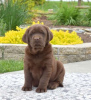 Photo №2 to announcement № 100271 for the sale of labrador retriever - buy in United Kingdom private announcement