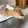 Photo №1. shiba inu - for sale in the city of Trondheim | negotiated | Announcement № 78483