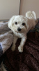 Photo №2. Mating service maltese dog. Price - Is free