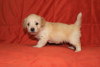 Photo №1. havanese dog - for sale in the city of Москва | negotiated | Announcement № 18482