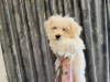 Photo №2 to announcement № 101927 for the sale of bichon frise - buy in Romania private announcement