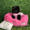 Photo №4. I will sell pomeranian in the city of Vienna. breeder - price - 1585$