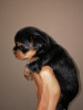 Additional photos: Yorkshire Terrier babies are available for reservation.