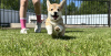 Additional photos: Pembroke Welsh Corgi puppies