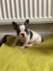 Photo №1. french bulldog - for sale in the city of Berlin | Is free | Announcement № 101845