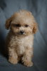Photo №2 to announcement № 98420 for the sale of maltipu - buy in Germany private announcement, breeder