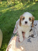 Photo №4. I will sell american cocker spaniel, english cocker spaniel, english springer spaniel, welsh springer spaniel, irish water spaniel, spanish water dog, spanisch mastiff, cavalier king charles spaniel, cavalier king charles spaniel, clumber spaniel, russian spaniel, tibetan spaniel in the city of Helsinki.  - price - 1032$