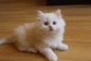 Photo №1. persian cat - for sale in the city of Штутгарт | Is free | Announcement № 103991