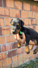 Photo №3. DOBERMAN PUPPIES. Serbia