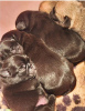 Photo №2 to announcement № 98274 for the sale of pug - buy in Serbia 