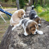 Photo №3. beagle. Germany