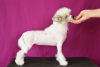 Photo №1. chinese crested dog - for sale in the city of Москва | 1500$ | Announcement № 10395