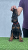 Additional photos: Doberman puppies