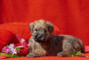 Photo №4. I will sell soft-coated wheaten terrier in the city of Smolensk. from nursery - price - 787$