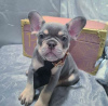 Photo №1. french bulldog - for sale in the city of Narva | negotiated | Announcement № 127409