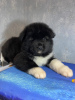 Photo №1. american akita - for sale in the city of Zaporizhia | 713$ | Announcement № 8992