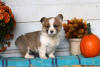 Photo №2 to announcement № 63543 for the sale of welsh corgi - buy in Greece 