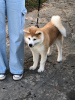 Additional photos: I am selling Japanese Akita puppies