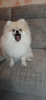 Photo №2 to announcement № 15594 for the sale of pomeranian - buy in Belarus from nursery, breeder