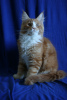 Photo №2 to announcement № 9526 for the sale of maine coon - buy in Russian Federation from nursery, breeder