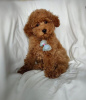 Additional photos: Toy poodle for free