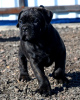 Photo №4. I will sell cane corso in the city of Vitebsk. from nursery - price - negotiated