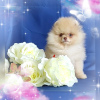Photo №1. pomeranian - for sale in the city of Minsk | 350$ | Announcement № 88986