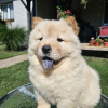 Photo №4. I will sell chow chow in the city of Mladenovac.  - price - negotiated