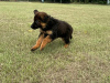 Photo №2 to announcement № 118746 for the sale of german shepherd - buy in Germany private announcement