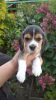 Photo №2 to announcement № 13044 for the sale of beagle - buy in Belarus private announcement, breeder