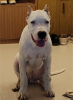 Additional photos: Dogo Argentino puppies