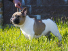 Photo №3. French bulldog invites to mating in Belarus. Announcement № 52759